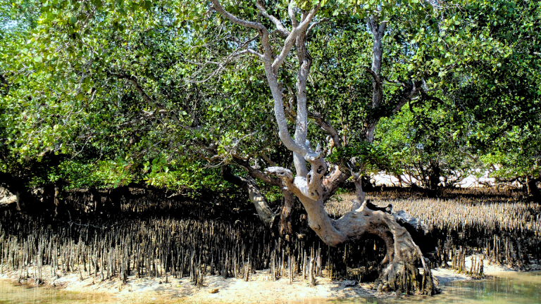 Pelestarian Mangrove untuk Rencana Pembangunan Rendah Karbon Daerah (RPRKD)