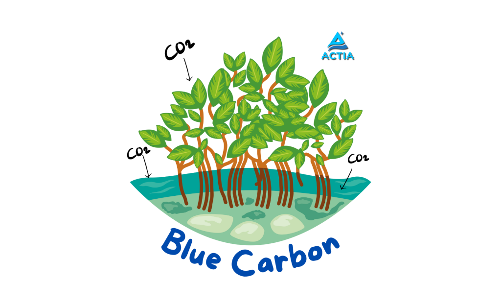 Mengintegrasikan Kekuatan Laut: Blue Carbon dalam NDC Indonesia Menuju Adaptasi dan Mitigasi Perubahan Iklim
