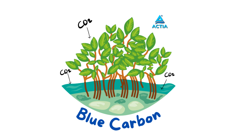 Mengintegrasikan Kekuatan Laut: Blue Carbon dalam NDC Indonesia Menuju Adaptasi dan Mitigasi Perubahan Iklim
