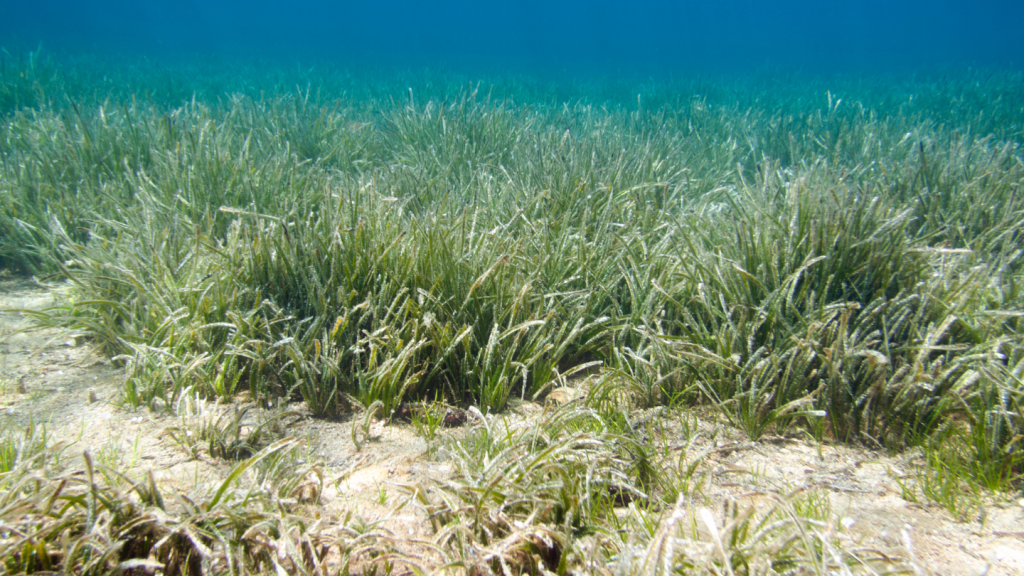 seagrass